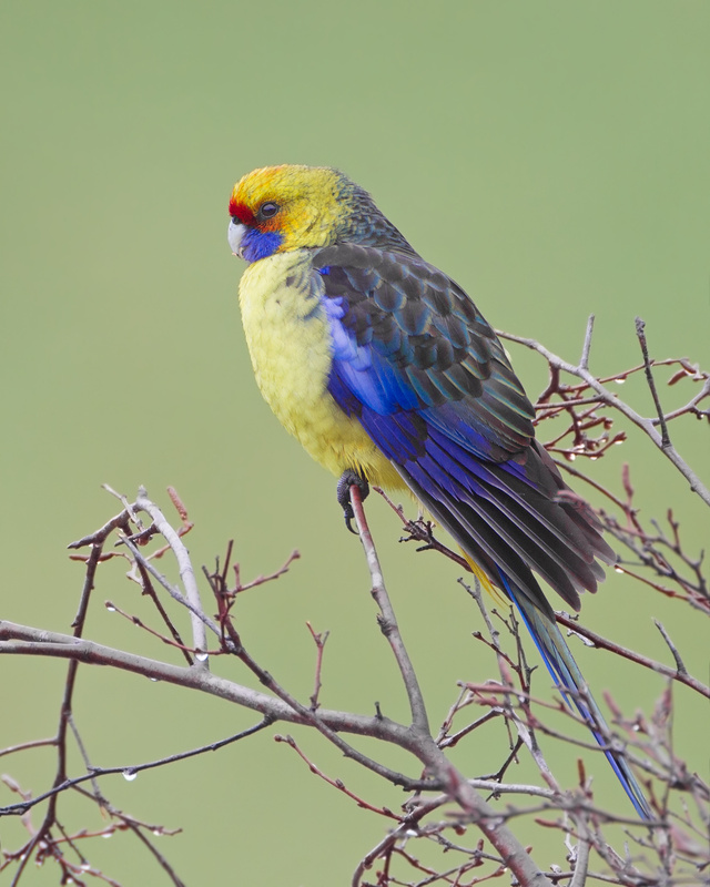 Green Rosella