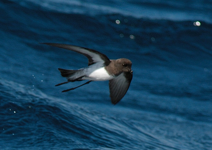 Grey-backed Storm Petrel