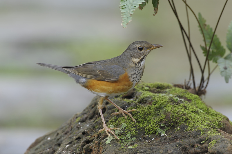 Grey-backed Thrush