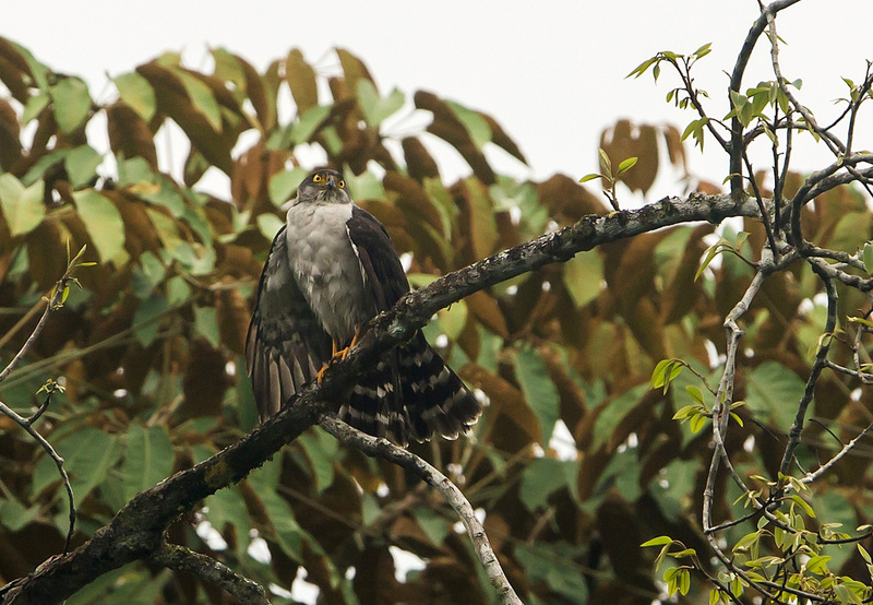 Grey-bellied Hawk