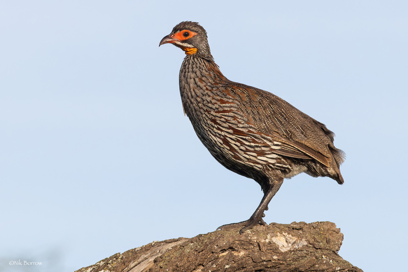 Grey-breasted Spurfowl