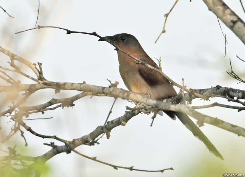 Grey-capped Cuckoo