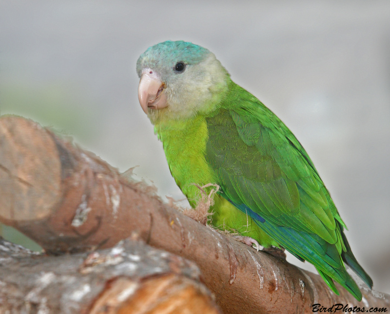 Grey-cheeked Parakeet