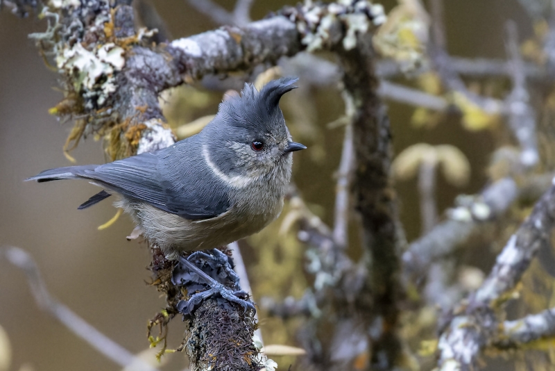 Grey-crested Tit