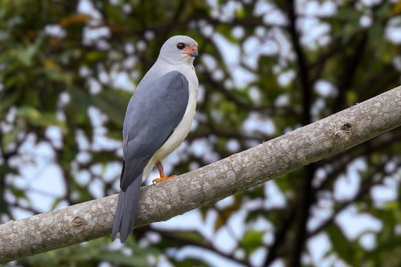 Grey-headed Goshawk