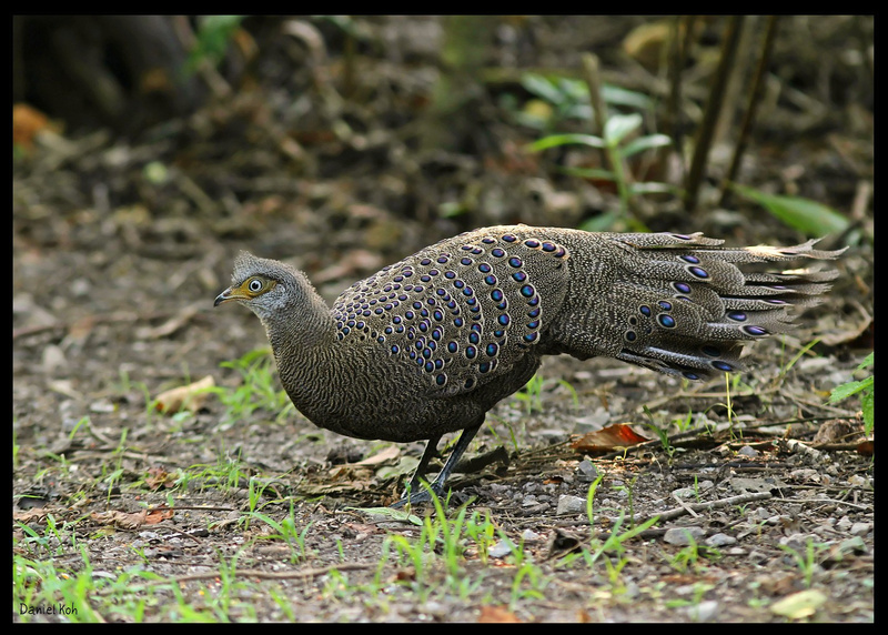 Grey Peacock-Pheasant