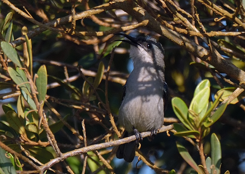 Grey Sunbird