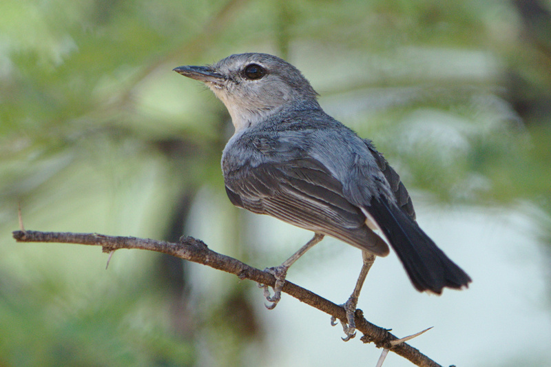 Grey Tit-Flycatcher