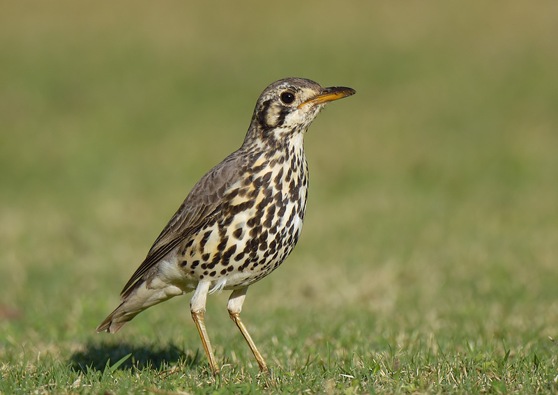 Groundscraper Thrush