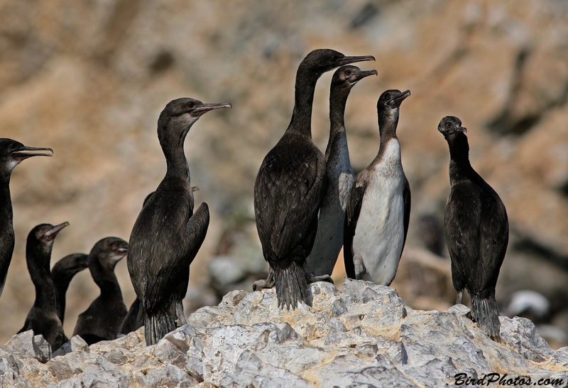 Guanay Cormorant