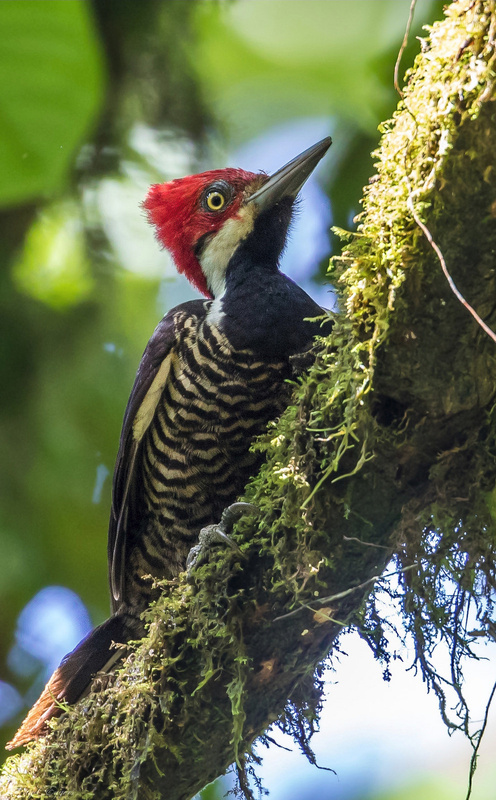 Guayaquil Woodpecker