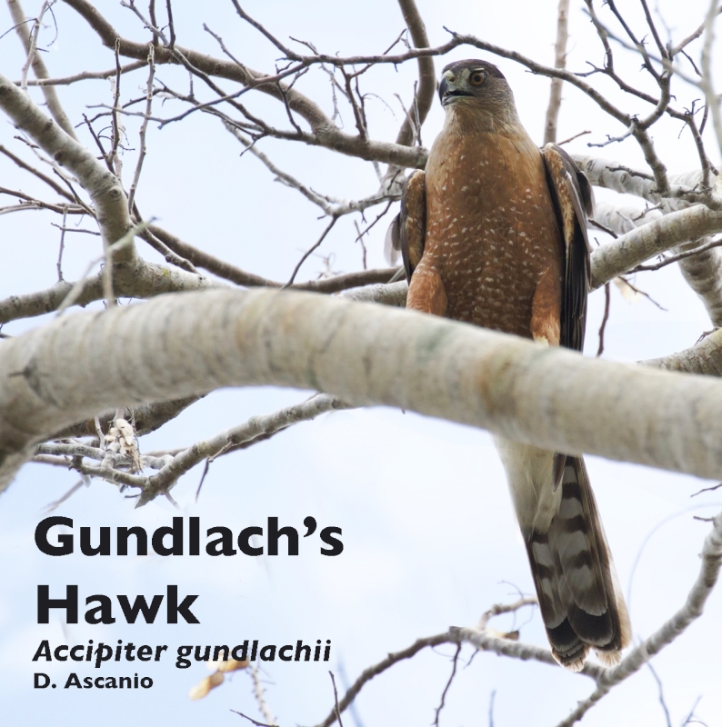 Gundlach's Hawk