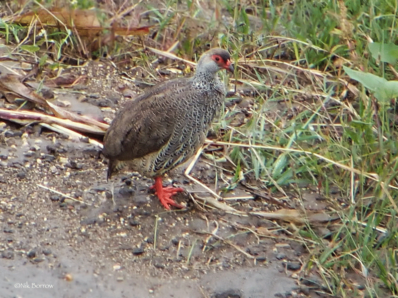 Harwood's Spurfowl