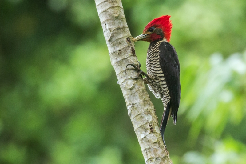 Helmeted Woodpecker