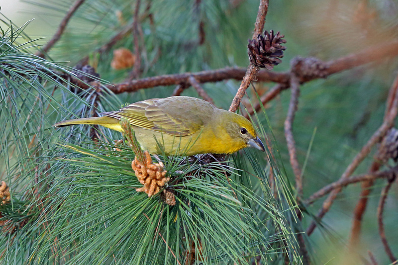 Hepatic Tanager