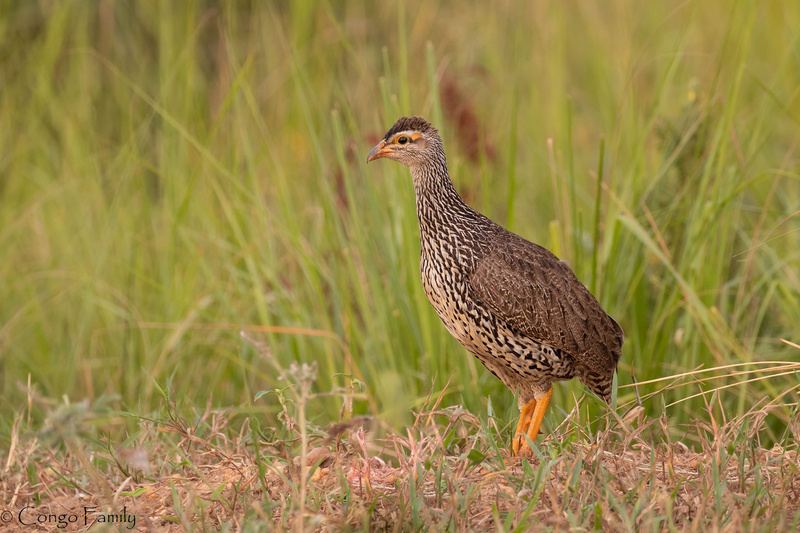 Heuglin's Spurfowl