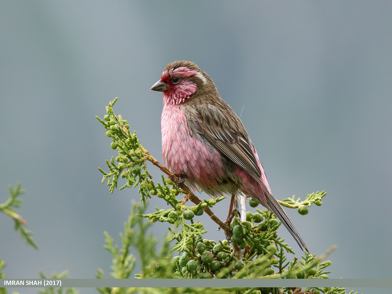 Himalayan White-browed Rosefinch