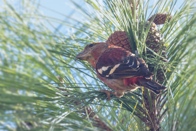 Hispaniolan Crossbill