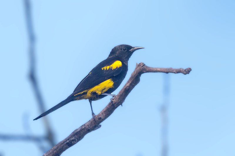 Hispaniolan Oriole