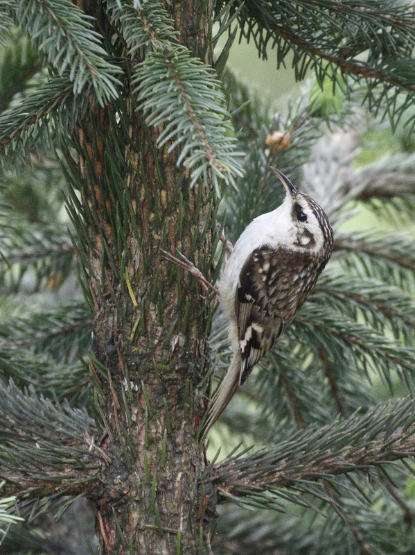 Hodgson's Treecreeper