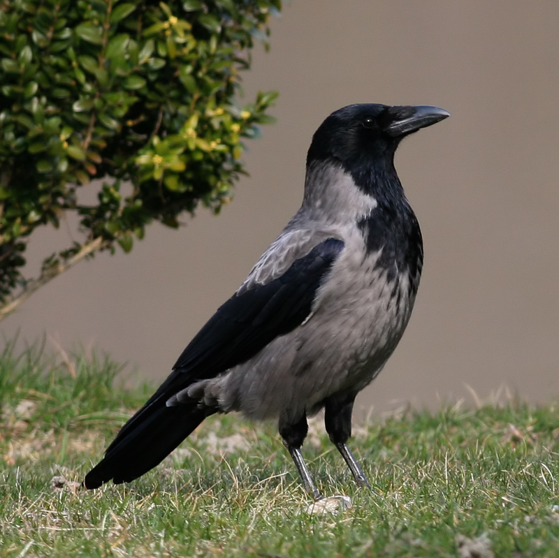 Hooded Crow