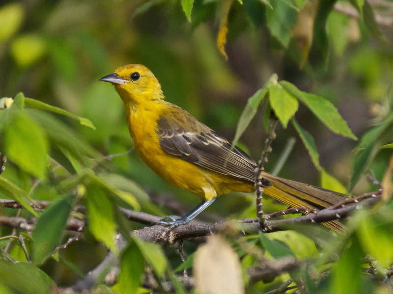 Hooded Oriole