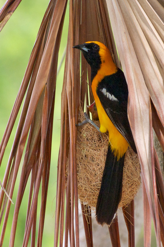 Hooded Oriole