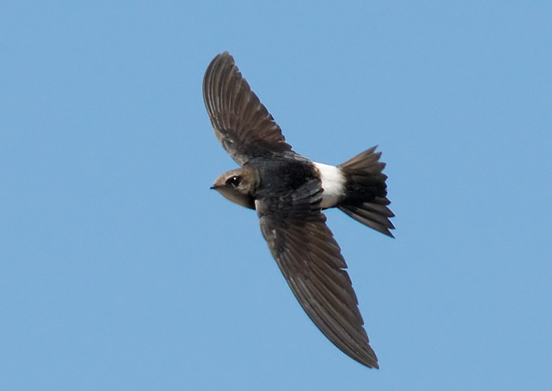 Horus Swift