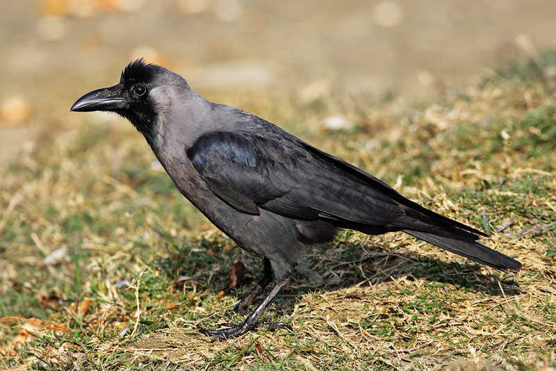 House Crow