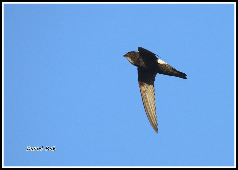 House Swift