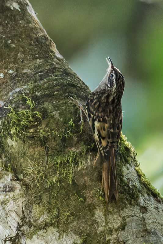 Hume's Treecreeper