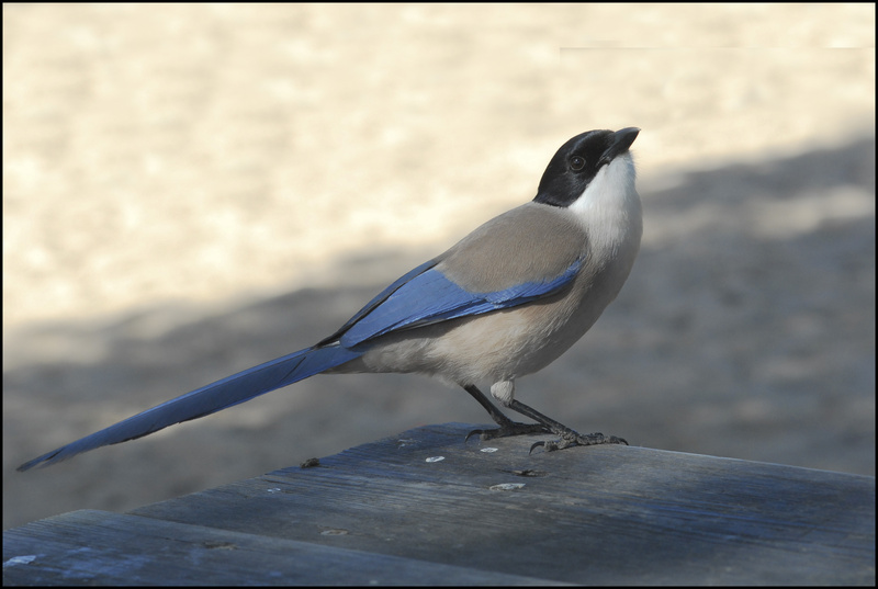 Iberian Magpie