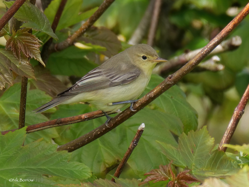 Icterine Warbler