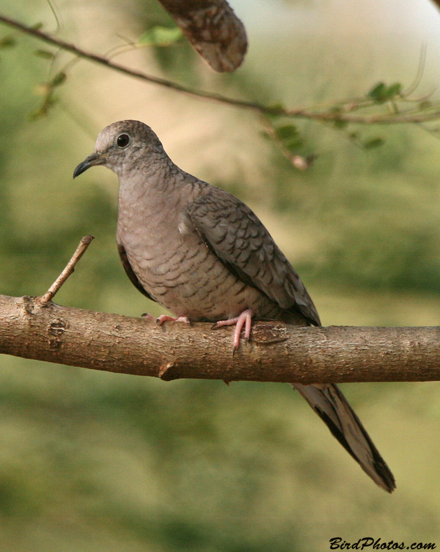 Inca Dove