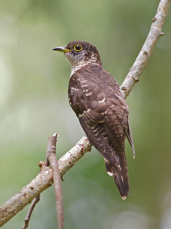 Indian Cuckoo