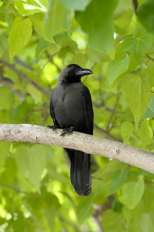 Indian Jungle Crow