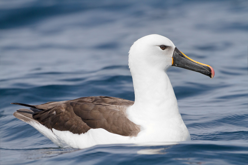 Indian Yellow-nosed Albatross