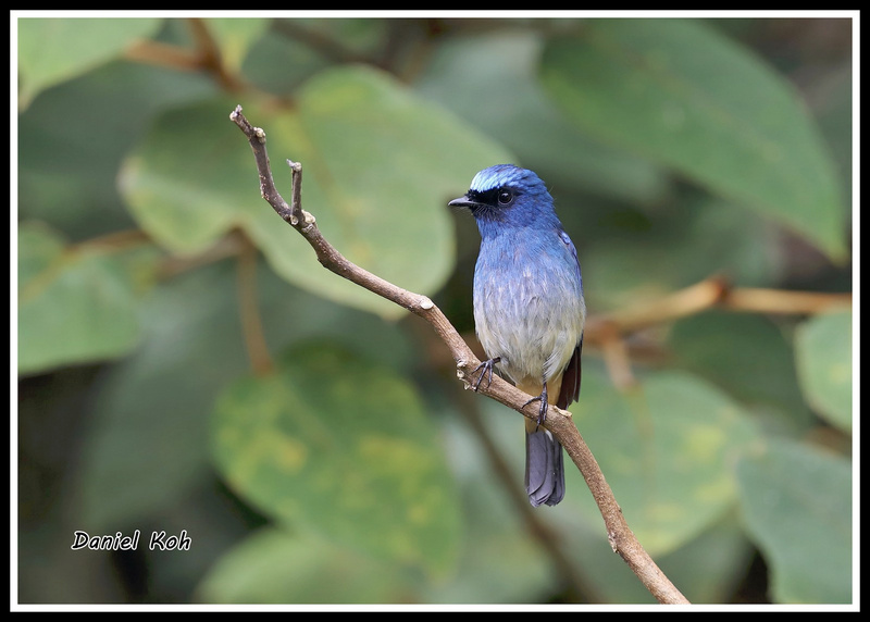 Indigo Flycatcher