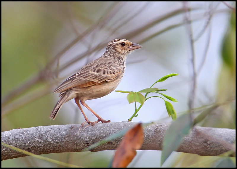 Indochinese Bush Lark