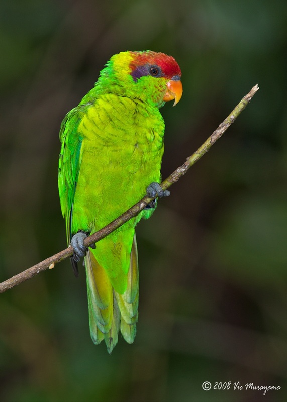 Iris Lorikeet