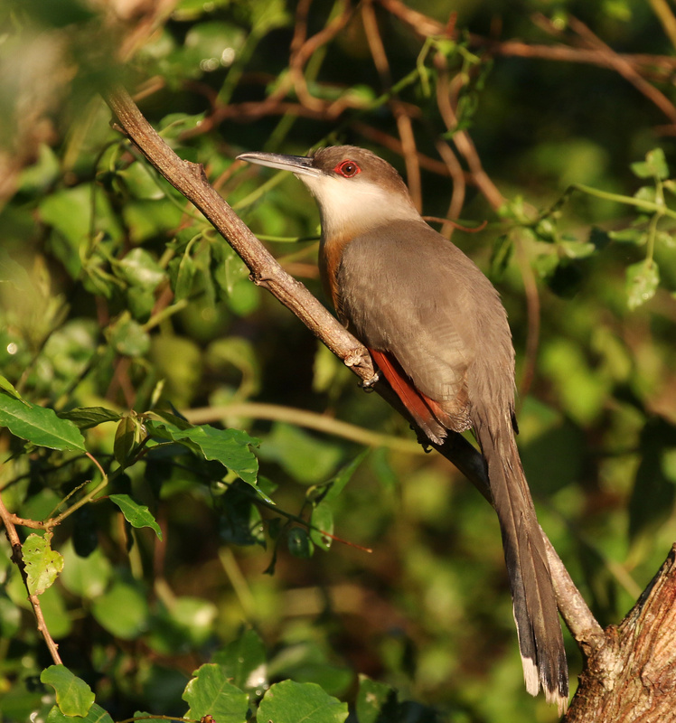 Jamaican Lizard Cuckoo