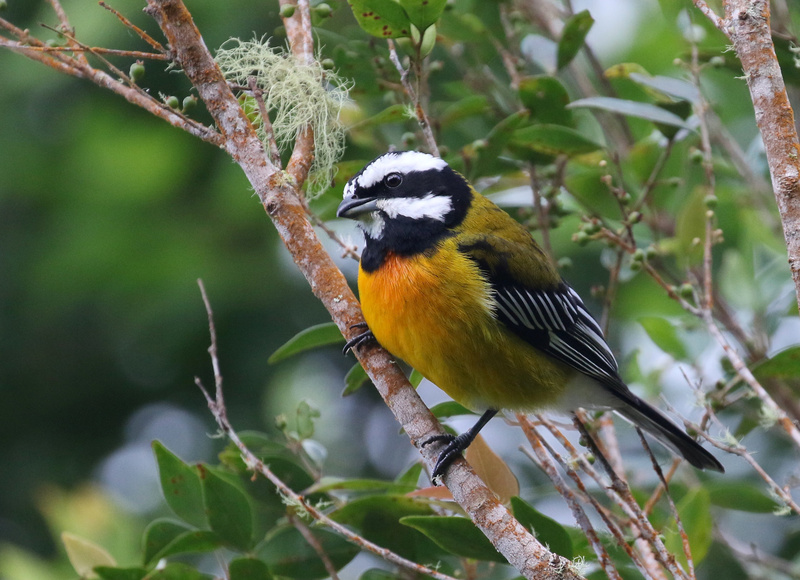 Jamaican Spindalis