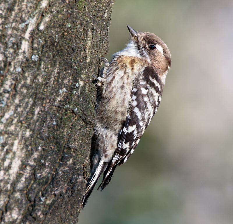 Japanese Pygmy Woodpecker