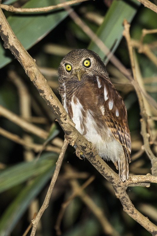 Javan Owlet