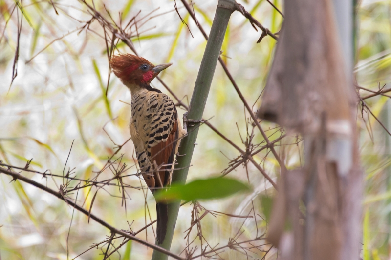 Kaempfer's Woodpecker