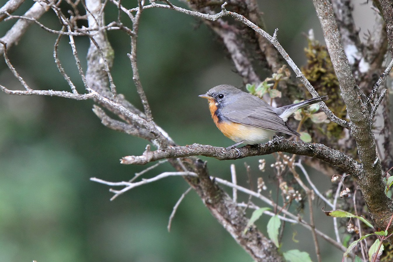 Kashmir Flycatcher