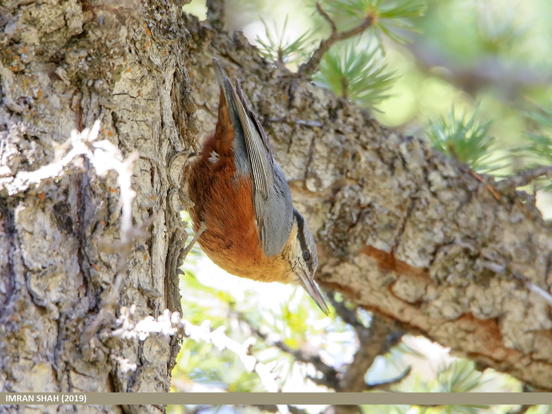 Kashmir Nuthatch