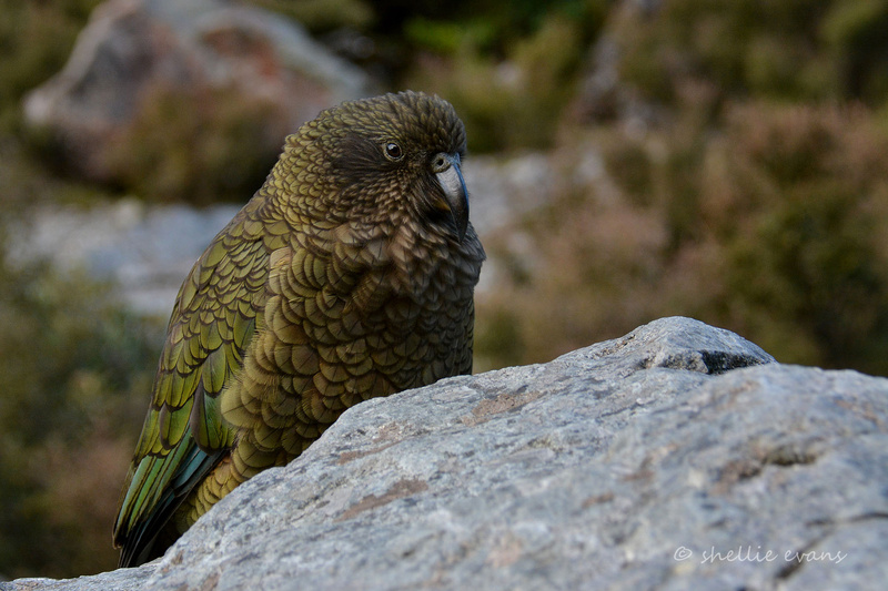 Kea