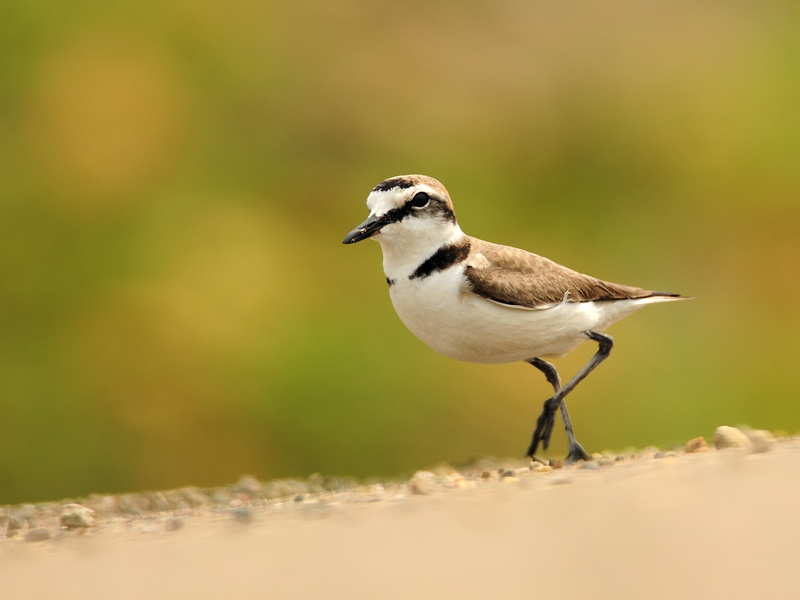 Kentish Plover