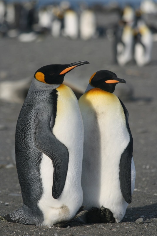 King Penguin